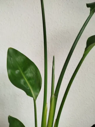 Planta Strelitzia Reginae Ave del Paraíso