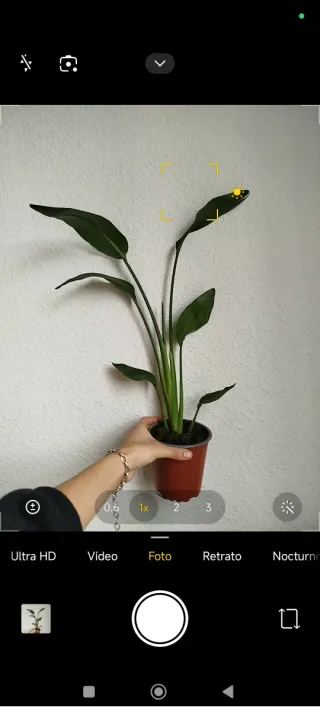 Planta Strelitzia Reginae Ave del Paraíso