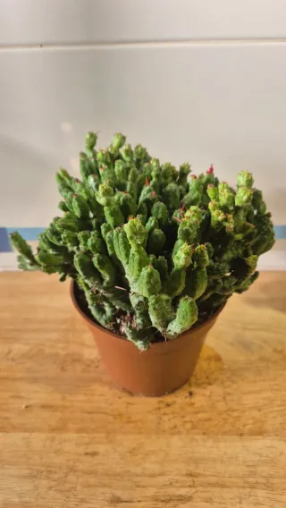 Euphorbia enopla cactus