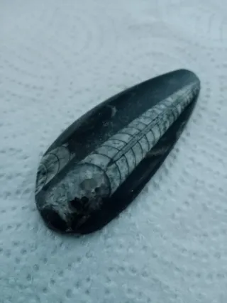 Fósil Belemnite Negro