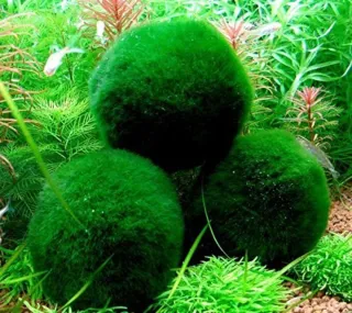 Bolas de musgo 4 a 5cm planta Acuario