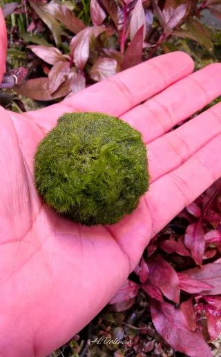 Bolas de musgo 4 a 5cm planta Acuario