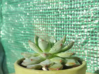 Suculenta Echeveria "Mon Ami" vaso 8