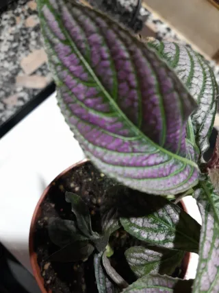 Planta Strobilanthes Dyeriana Maceta 12cm