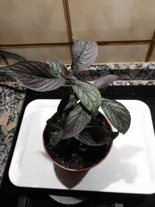 Planta Strobilanthes Dyeriana Maceta 12cm