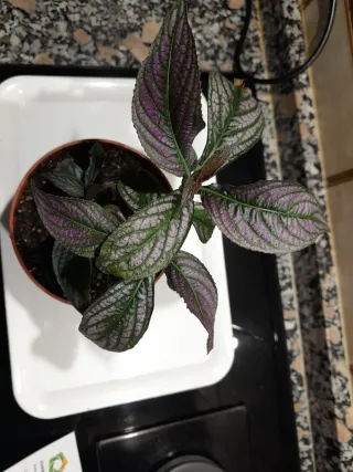 Planta Strobilanthes Dyeriana Maceta 12cm