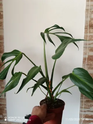 Monstera Burle Marx Flame