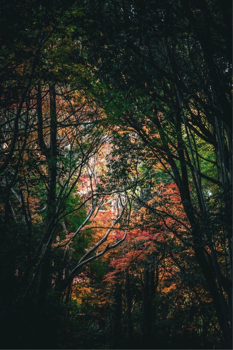 Cámara Sony a6400 + Lente 35mm f/1.8 afbeelding 7