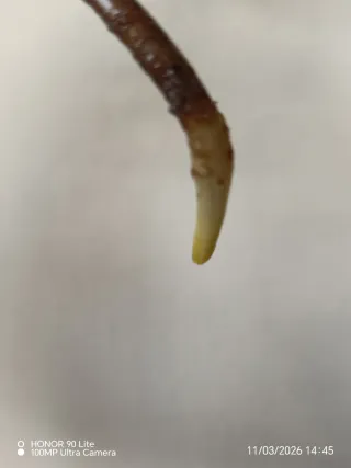 Monstera Variegata Pianta