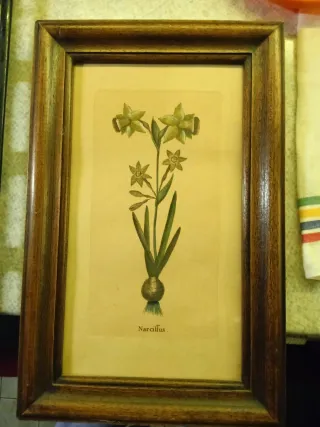 Quadro botanico Narciso