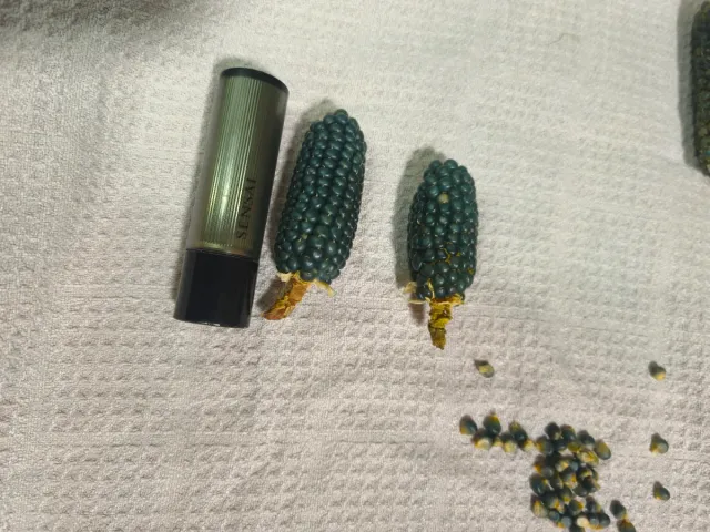 Maíz enano semillas gris oscuro/negro