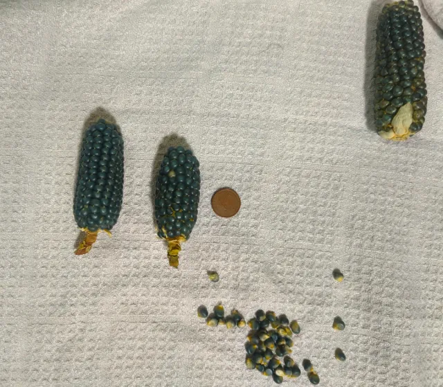 Maíz enano semillas gris oscuro/negro