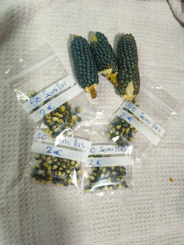 Maíz enano semillas gris oscuro/negro