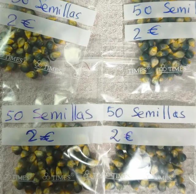 Maíz enano semillas gris oscuro/negro