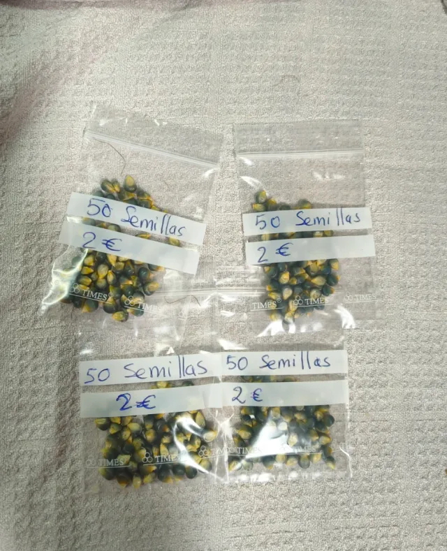 Maíz enano semillas gris oscuro/negro