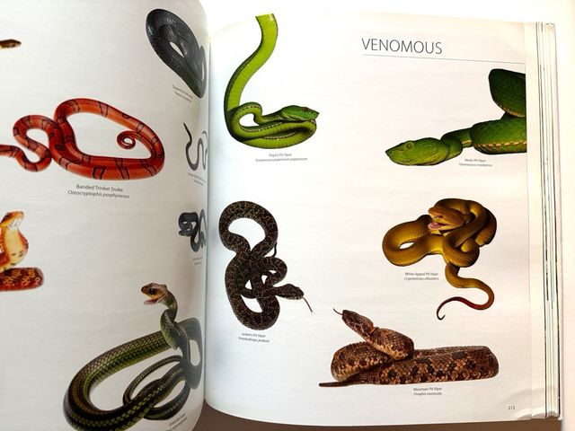 HIMALAYA mountains of life. KAMAL BAWA y Kadur