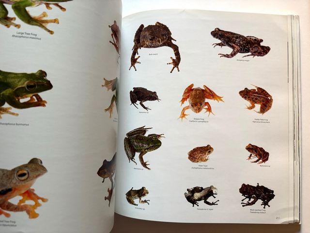 HIMALAYA mountains of life. KAMAL BAWA y Kadur