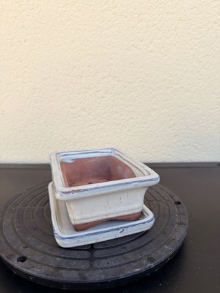 Maceta bonsai blanca de cerámica con plato