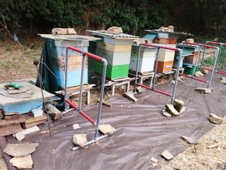 Colmenas con y sin abejas, y nucleos