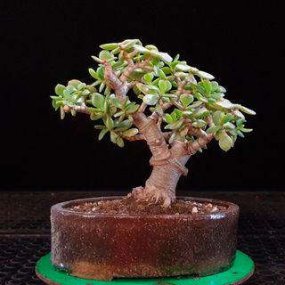 Bonsai Suculenta en maceta de autor 8255382