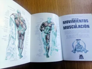 GUÍA DE LOS MOVIMIENTOS DE MUSCULACIÓN.