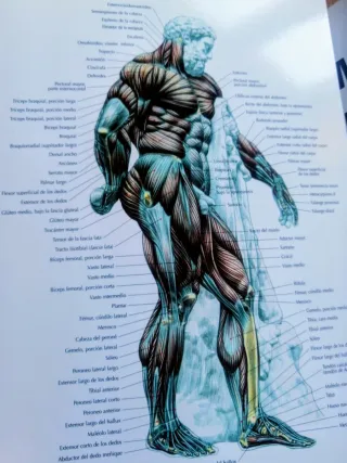 GUÍA DE LOS MOVIMIENTOS DE MUSCULACIÓN.