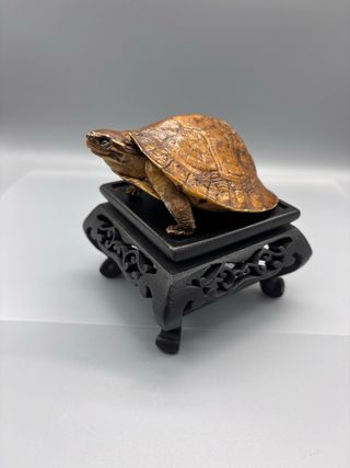 Modellino Tartaruga Scatola Asiatica