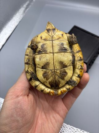 Modellino Tartaruga Scatola Asiatica