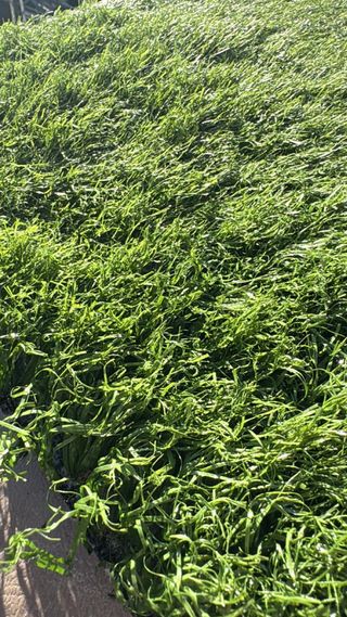 Erba Artificiale Verde