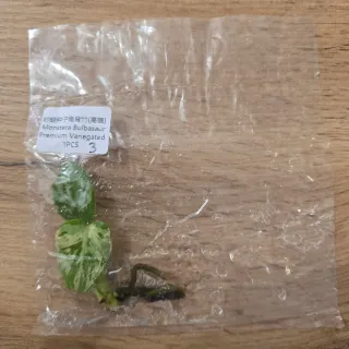 Monstera Bulbasaur Variegata N. 3