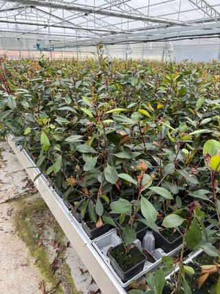 Photinia Red Robin