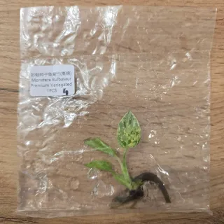 Monstera Bulbasaur Variegata N.4