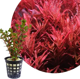 Rotala rotundifolia H'ra planta acuario