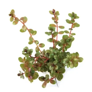 Rotala rotundifolia H'ra planta acuario
