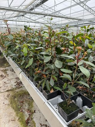 Photinia Roja