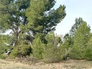 Finca rústica en les Borges Blanques