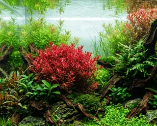 Rotala Blood Red Planta Acuario Rojo Intenso