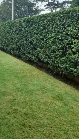 Limpieza hogares, jardines,fin de obras,mudanzas