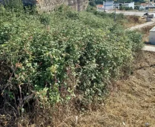 Limpieza hogares, jardines,fin de obras,mudanzas