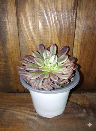 Echeveria púrpura con bordes rosados