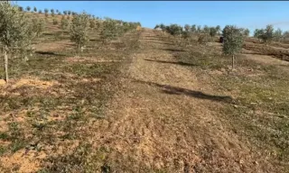 •Finca Olivos Superintensivos Jaén 1000ha