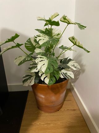 Maceta cerámica grande con planta de plástico