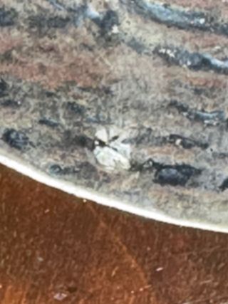 Concha plata ley, sellada. Congreso ORL Santander