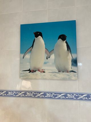 Cuadro Lienzo Pingüinos