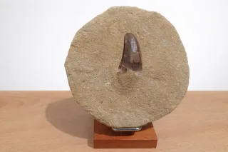 Diente Fósil Mosasaurio 4cm