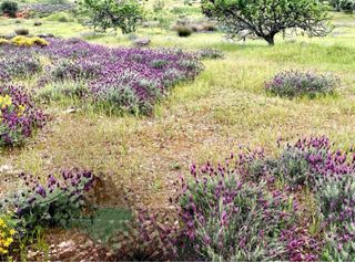 Finca rústica al lado de Mérida.661 113 112