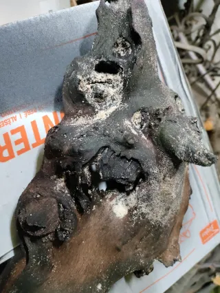 Legno tropicale per acquario/terrario