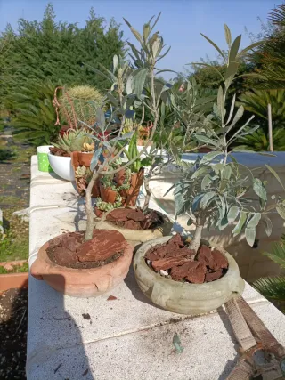 Set 3 Ulivetti Bonsai in Terracotta