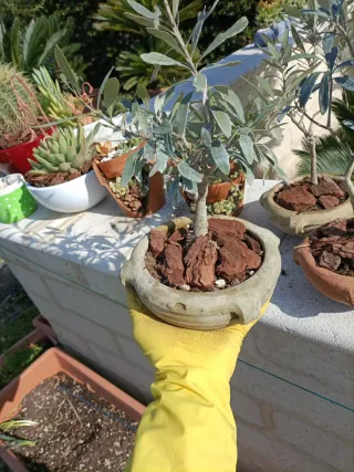 Set 3 Ulivetti Bonsai in Terracotta