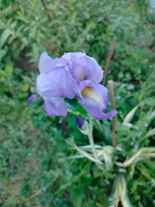 Piantine di Iris Variegato